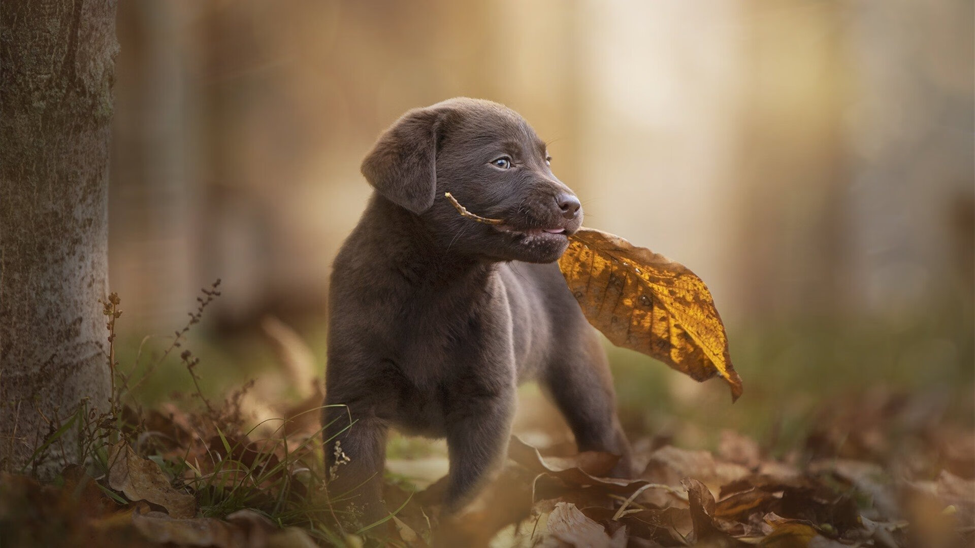 AYX GAME-梅西助攻破百，巴黎在法甲持续压制竞争对手，梅西加盟后巴黎首发阵容