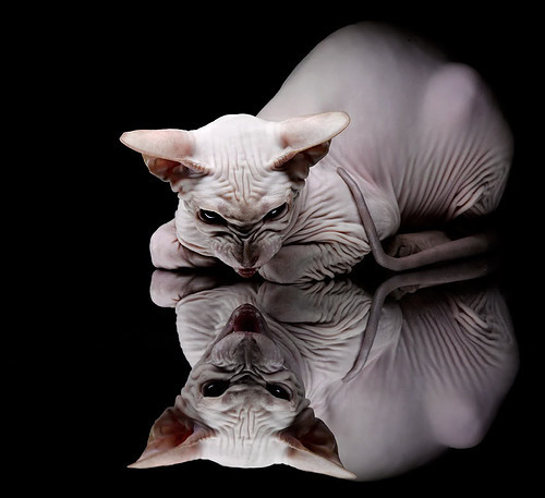 AYX体育-电竞战队的后勤保障：健康饮食与生活服务，电竞战队工作人员