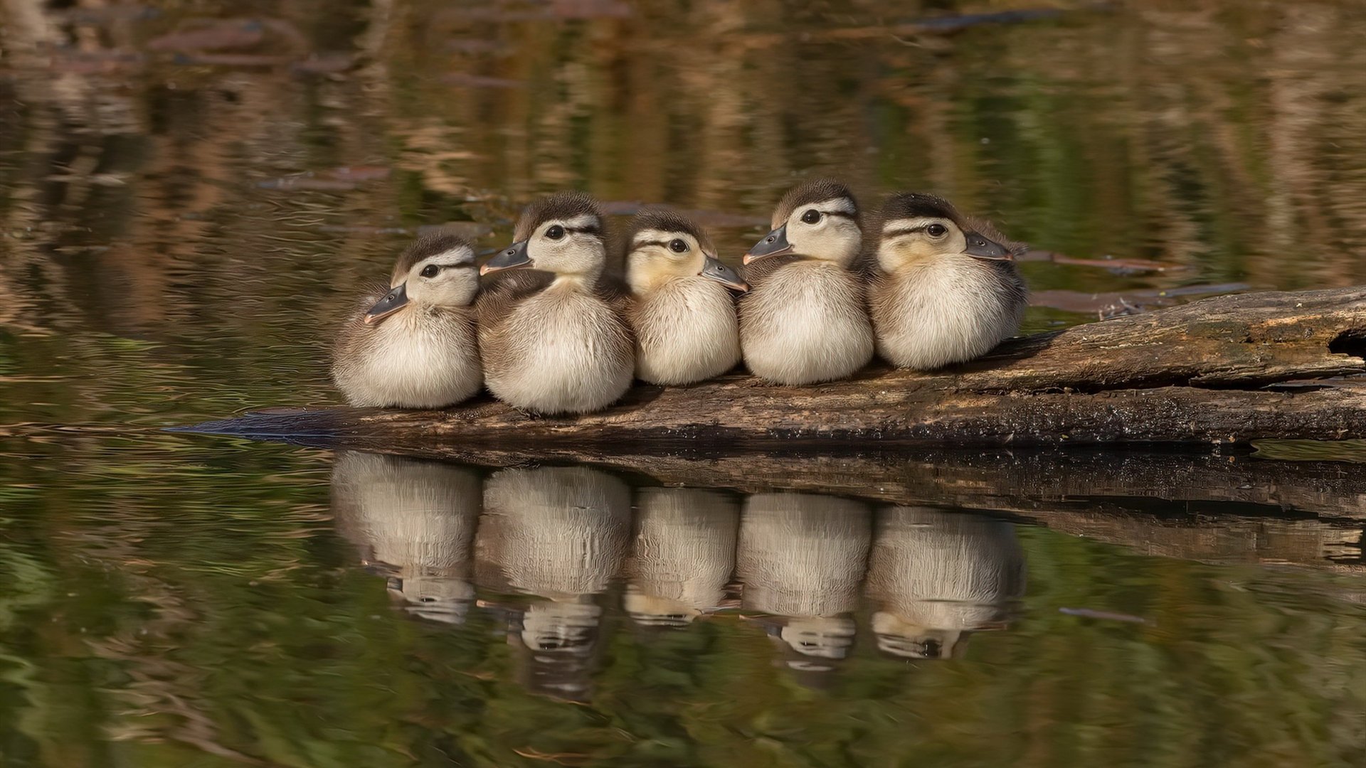 阿根廷球员在庆祝中涉嫌种族歧视，法国足协投诉，阿根廷足球队长发