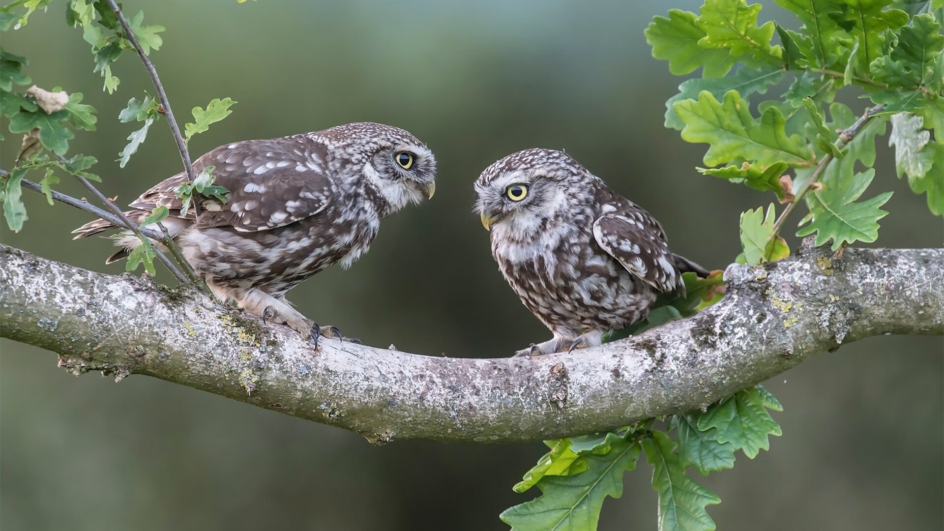 爱游戏体育APP下载-体育界巅峰对决：足球盛事瞩目一幕，足球巅峰时刻