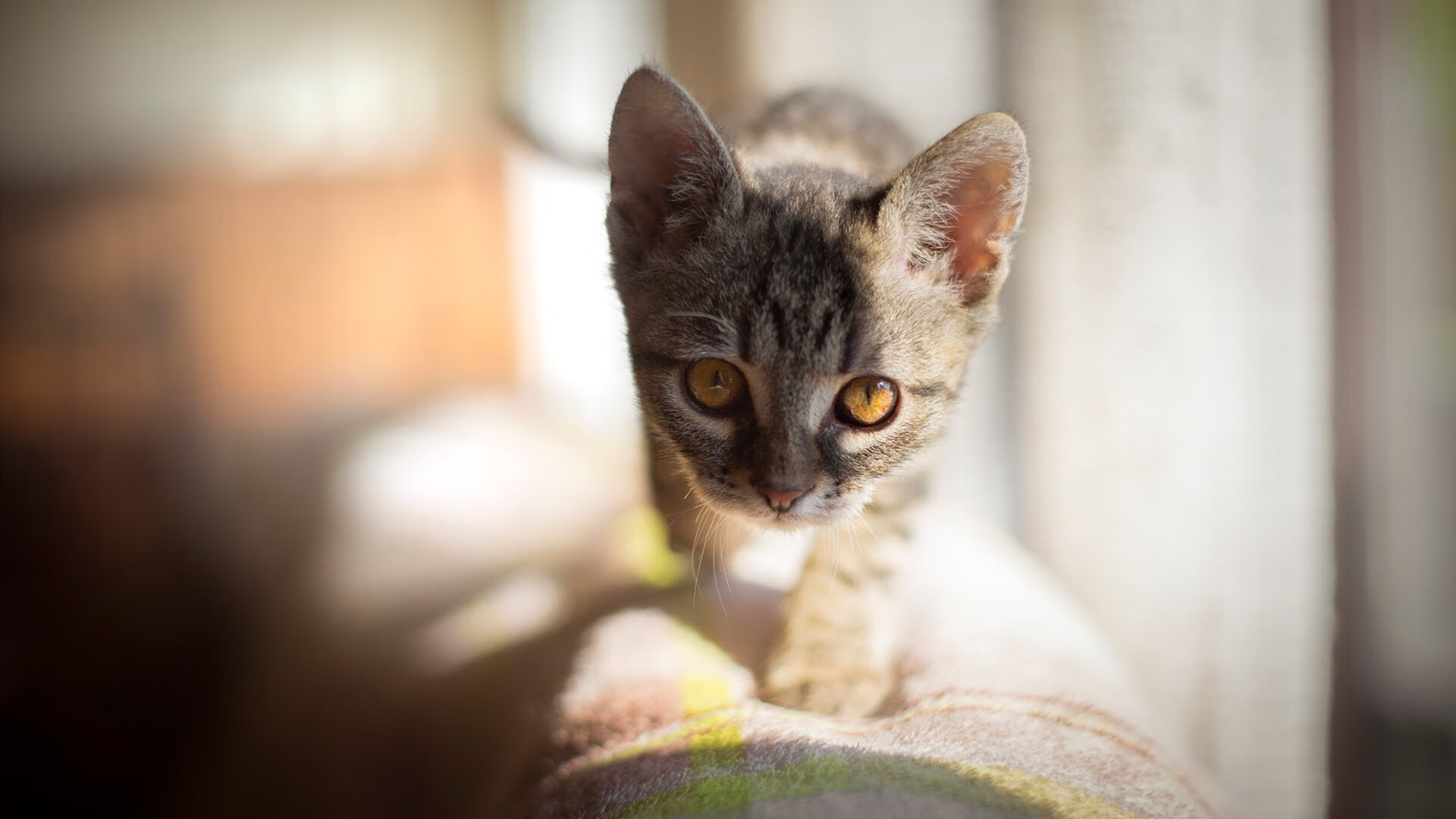 电竞游戏公平竞技环境构建中的技术挑战与解决方案，电子竞技公平性