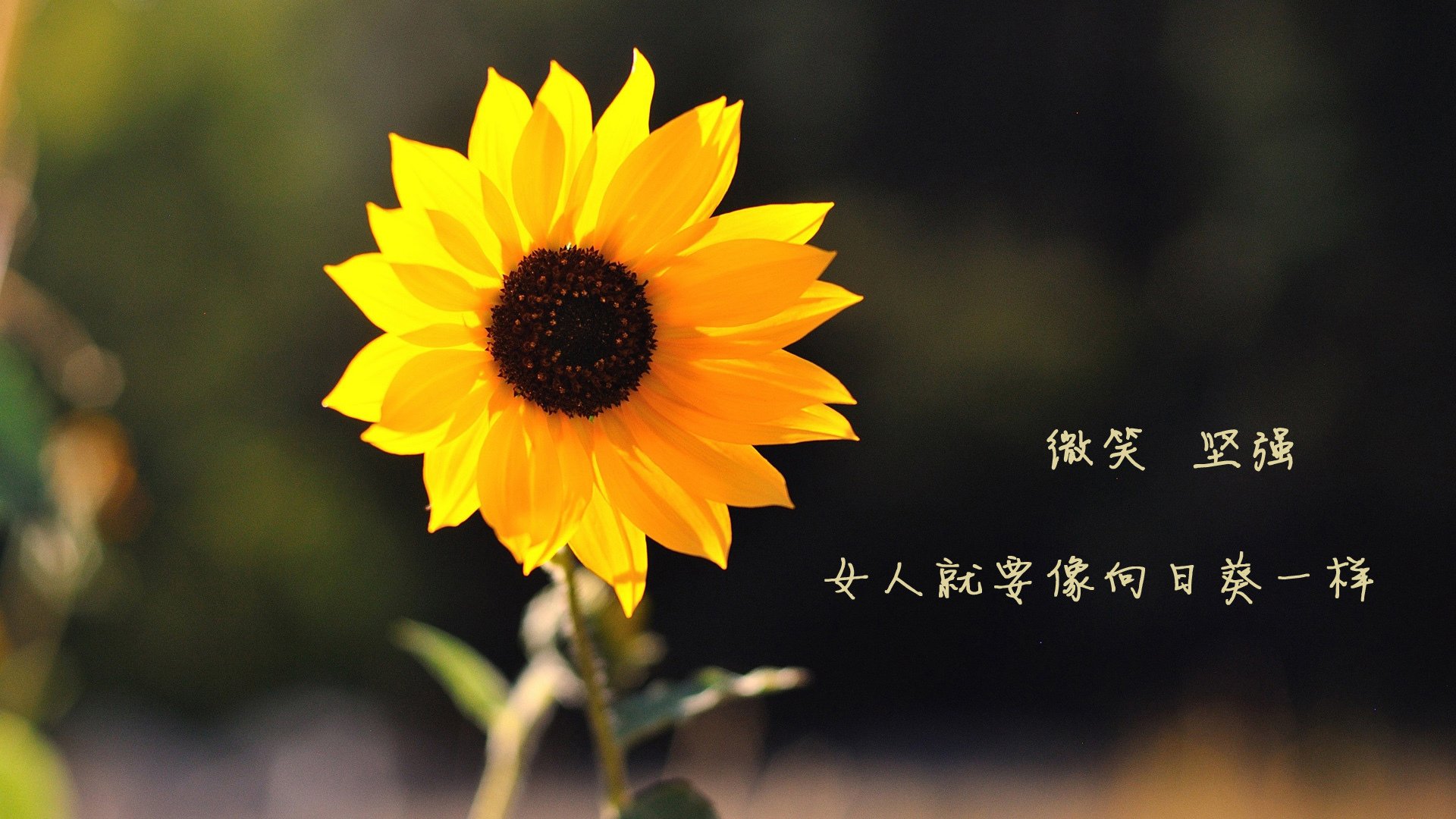 爱游戏电竞官网-意甲球队基于心率变异性数据调整训练负荷，心率变异指数