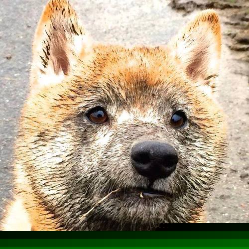 印度赛制的演化与挑战：如何吸引国际顶尖选手，印度大赛