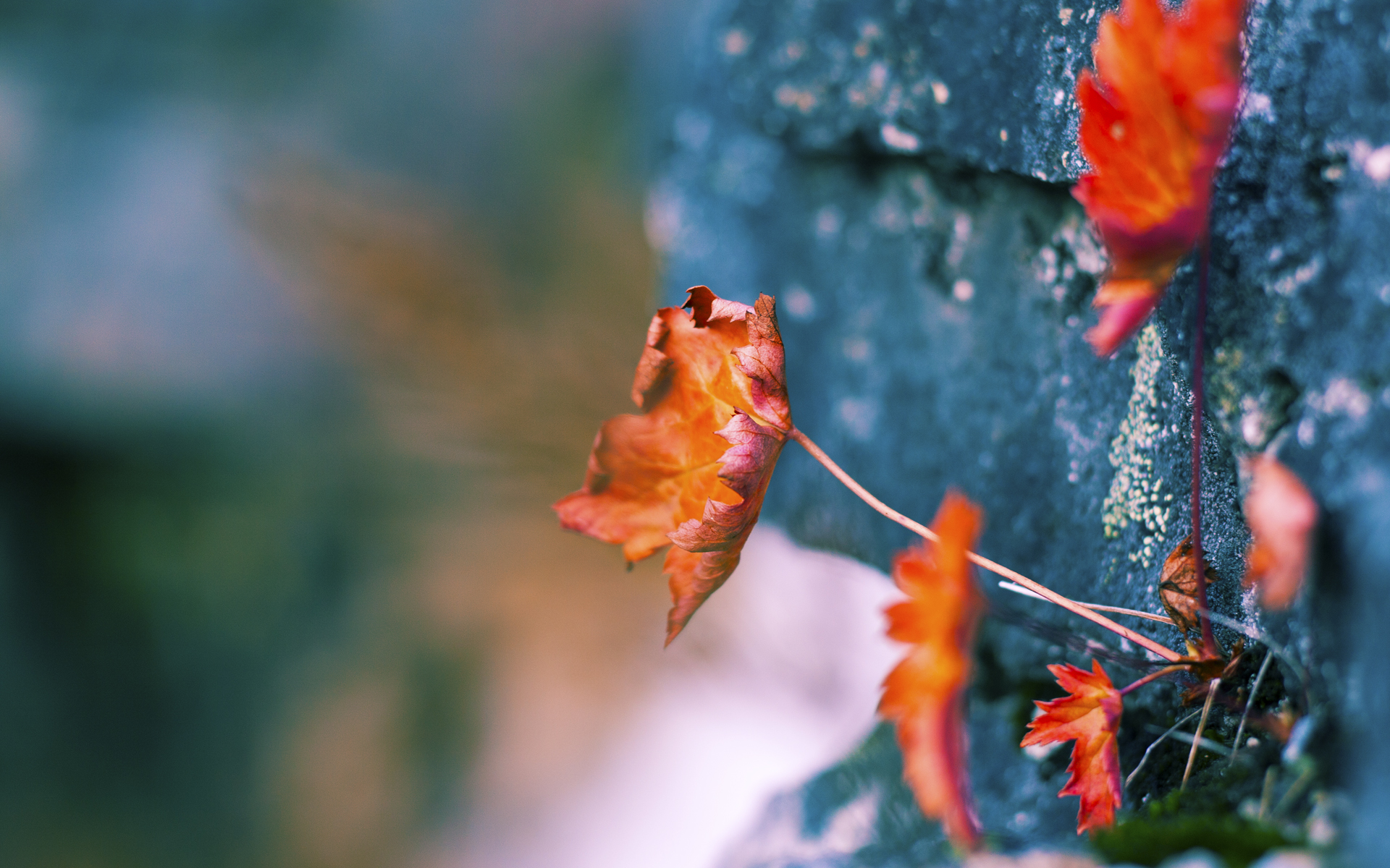 奥运帆船项目中国队集训水域转战三地，奥运帆船比赛项目