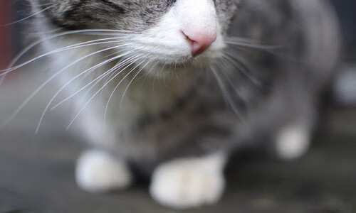 AYX GAME-技术雷达图显示划水效率进步明显