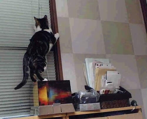 德甲攻防激战：节奏快、精彩无限！，德甲战术