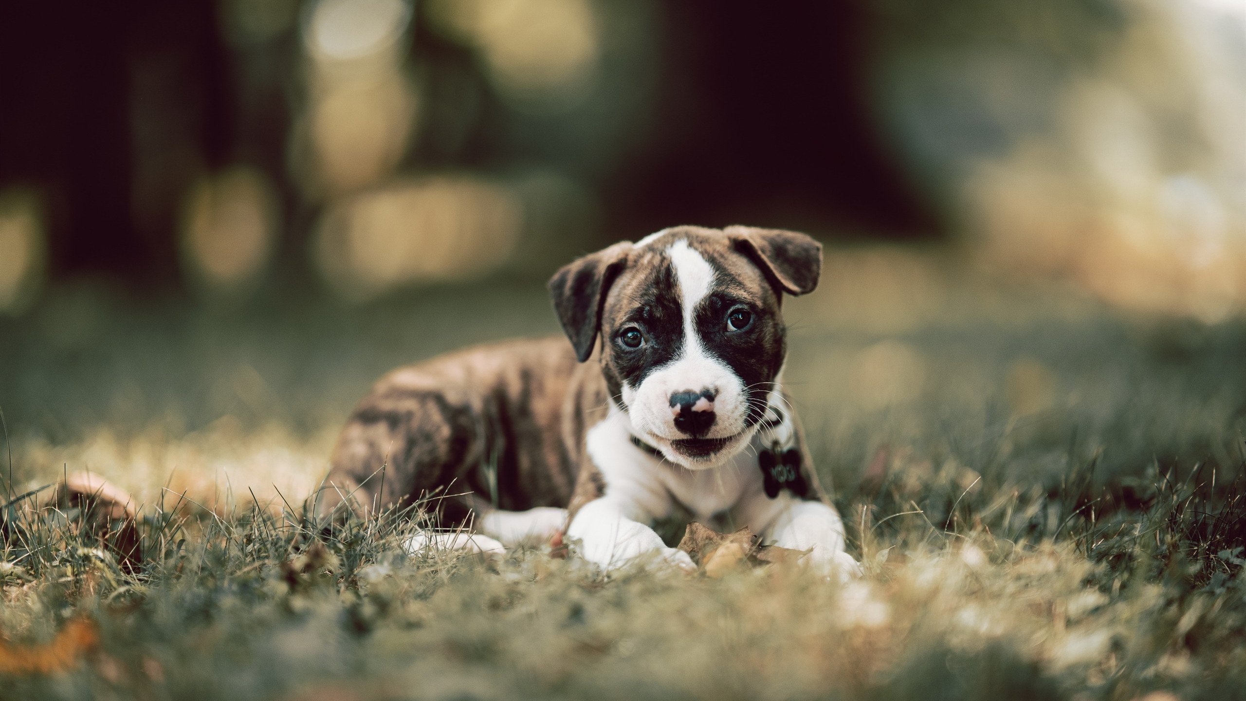 新闻中心通告体育保险覆盖范围调整说明,体育保险公司