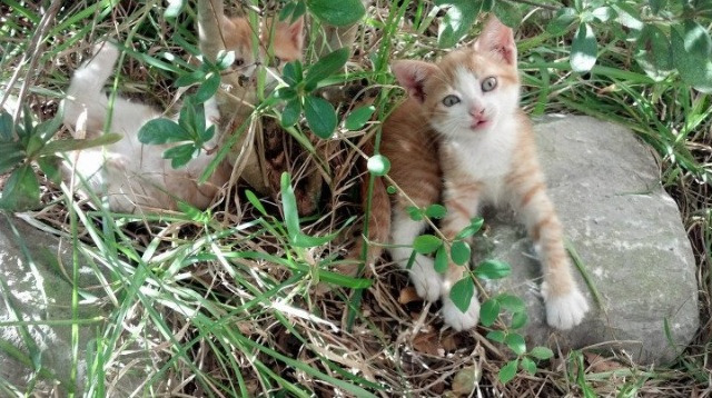 爱游戏体育官方网站-运动员运动伤害预防与康复新技术逐步推行，预防运动员损伤及治疗运动员损伤的重要手段